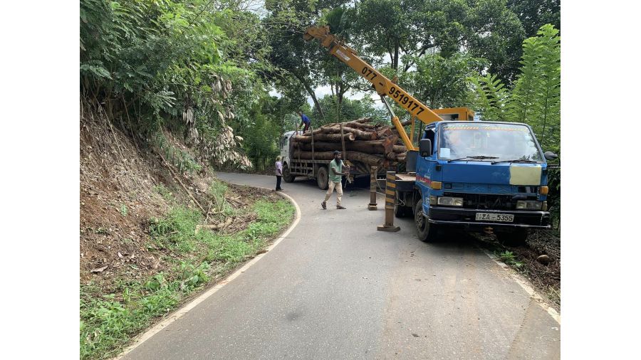 අවදානම් ගස් කපා දීම Tree Cutting Service