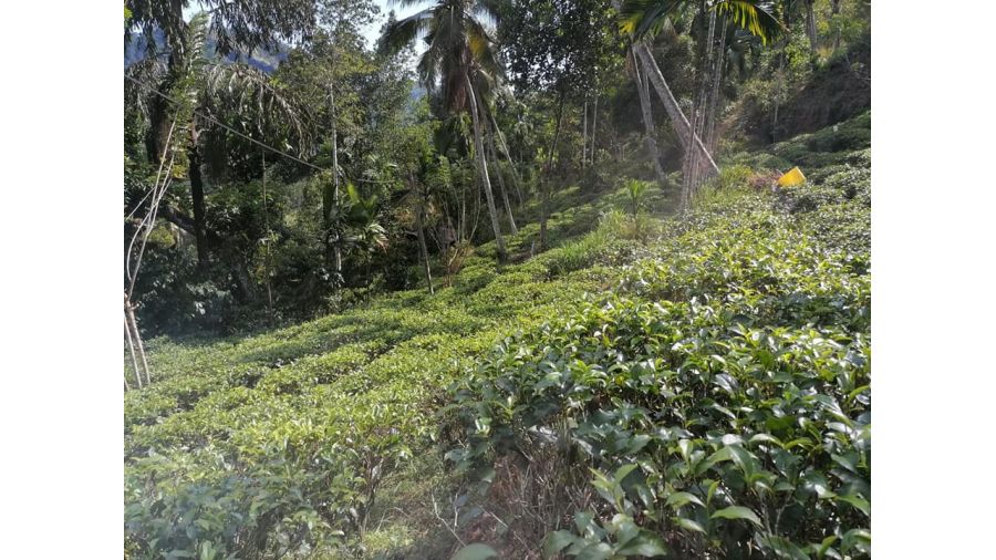 තේ සහ පොල් අක්කරයක් විකිනීමට- Tea land for sale