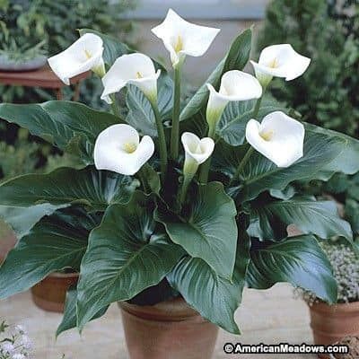 Arum lilly plants විකිණීමට 