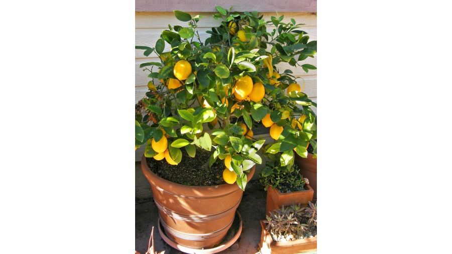 Lemon   ලෙමන්    ගෙඩි සහිත පීදුන ගස් කීපයක් විකිණීමට ඇත  