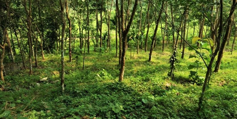 Rubber land for sale in deraniyagala