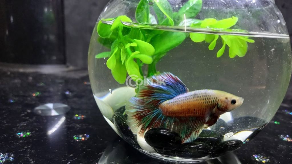 Fighter/Betta fish for sale