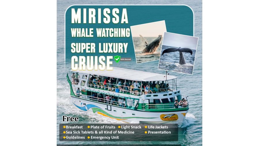 Whale Watching Mirissa
