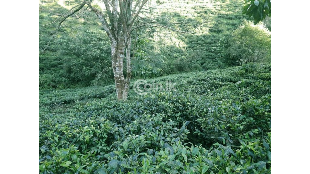 A tea land for sale in Matara