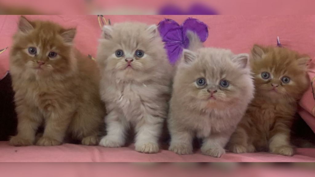 Persian Kittens