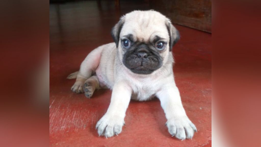 Pug puppy