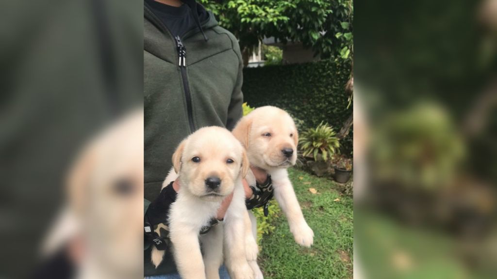 Cutest Labrador Puppies 