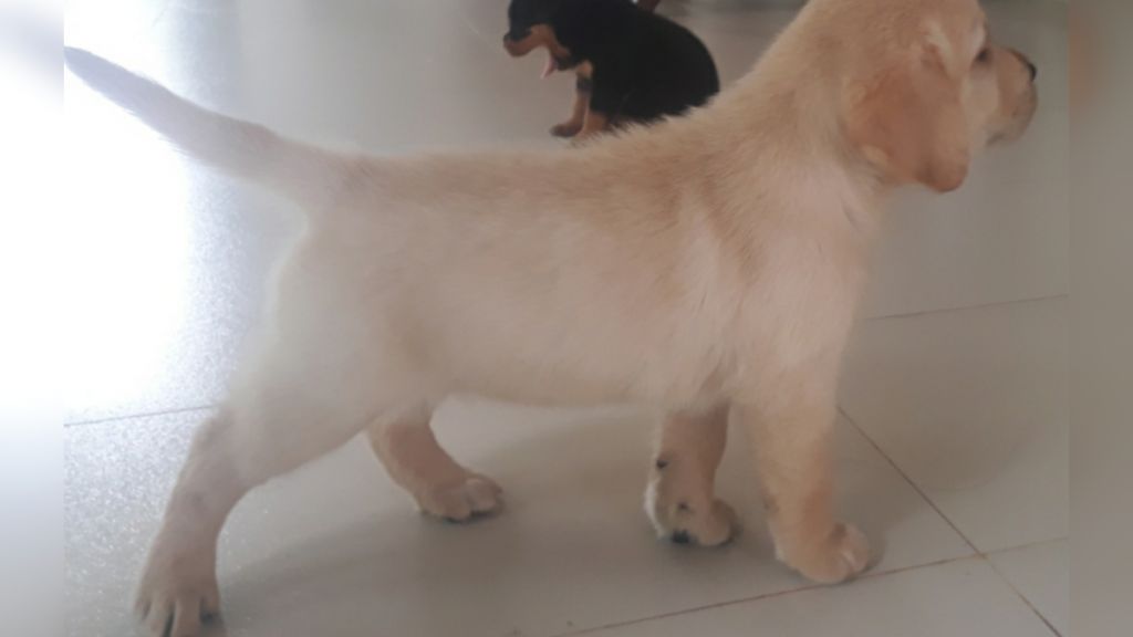 Labrador Puppies