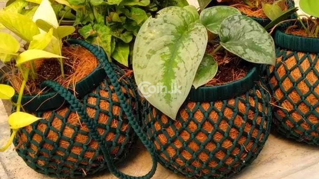 නිකම්ම  ප්ලාස්ටික් පෝච්චි වල පැල  හිටවනවාට වඩා  මෙන්න පැල  හිටවන්න මල්  වලටත්  වඩා  ලස්සන මල්  පෝච්චියක්