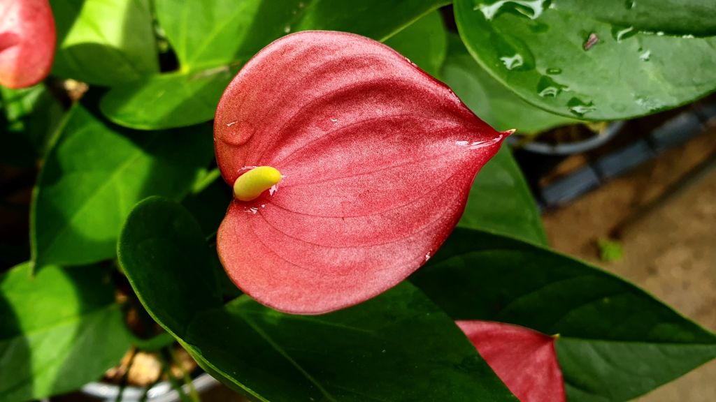 Anthurium Good Luck