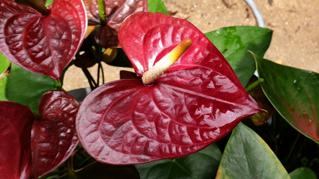 Anthurium Otazu