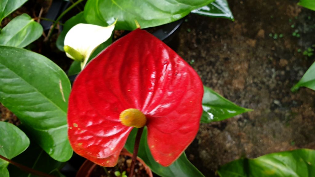 Anthurium Red Champion