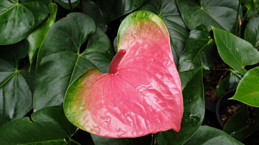 Anthurium Sweet Dream
