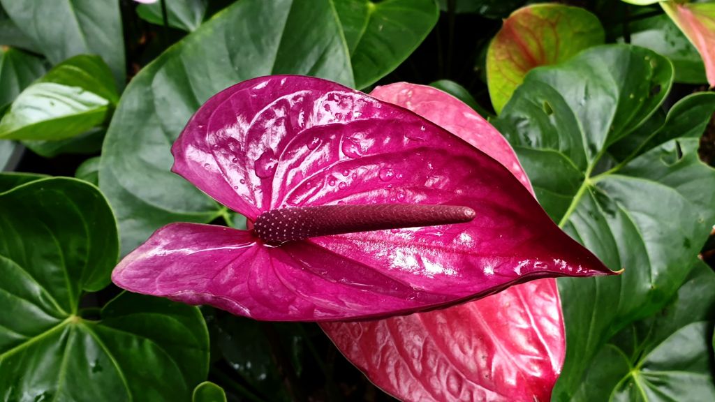 Anthurium Utah