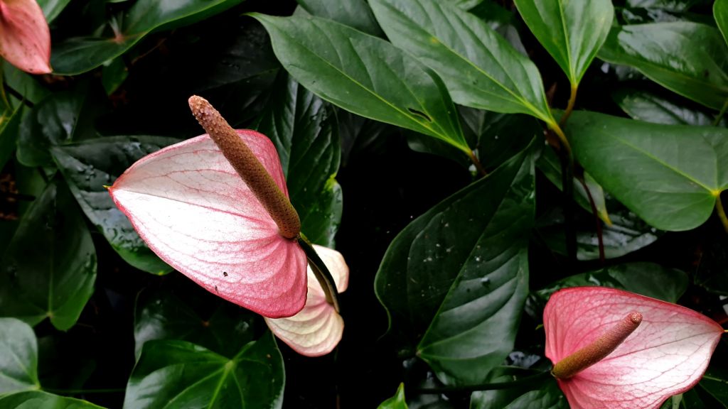 Anthurium Zazo
