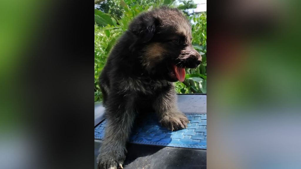 Lion Shapherd Puppies