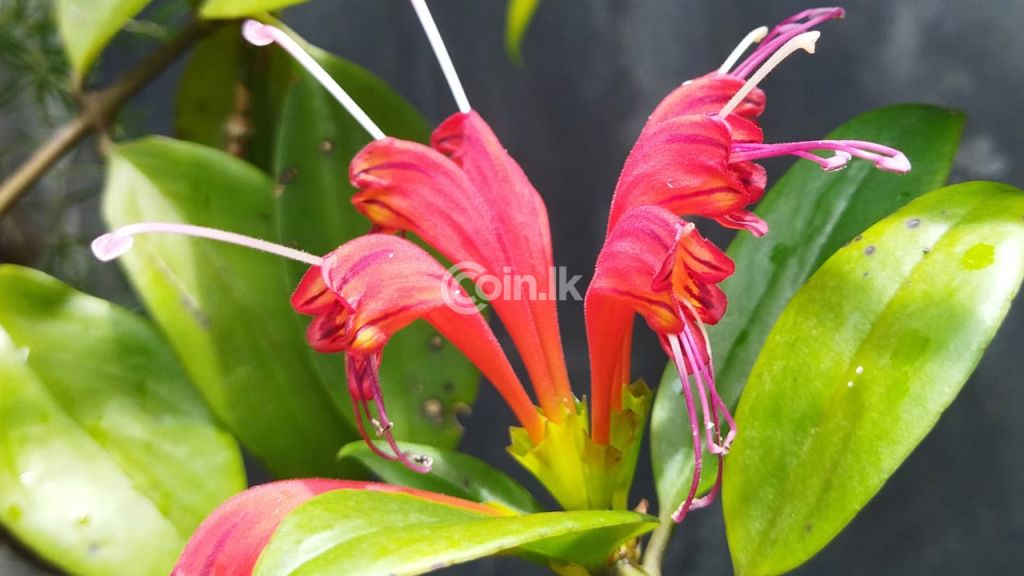 ලිප්ස්ටික් වර්ග 15ක් සහා හෝයා වර්ග 8ක් පැල විකිනීමට ඇත