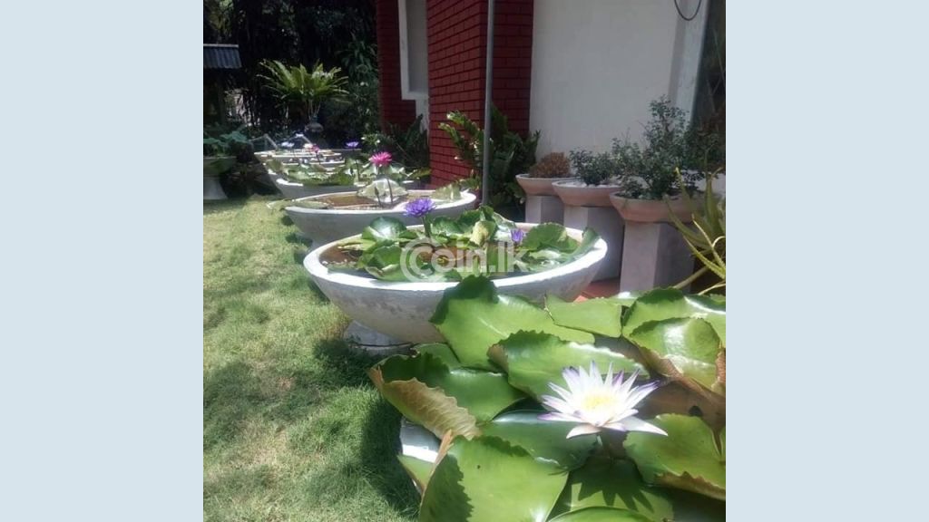 මානෙල් ,නෙළුම් olu පැල විකිණීමට ඇත