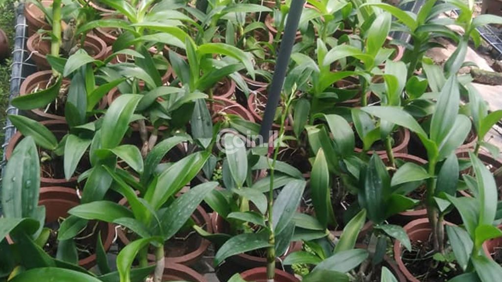 Orchid plants for sale