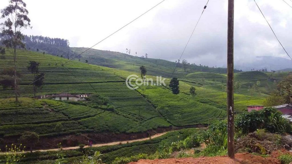 206 Acres Tea land For Sale in Dickoya Hatton